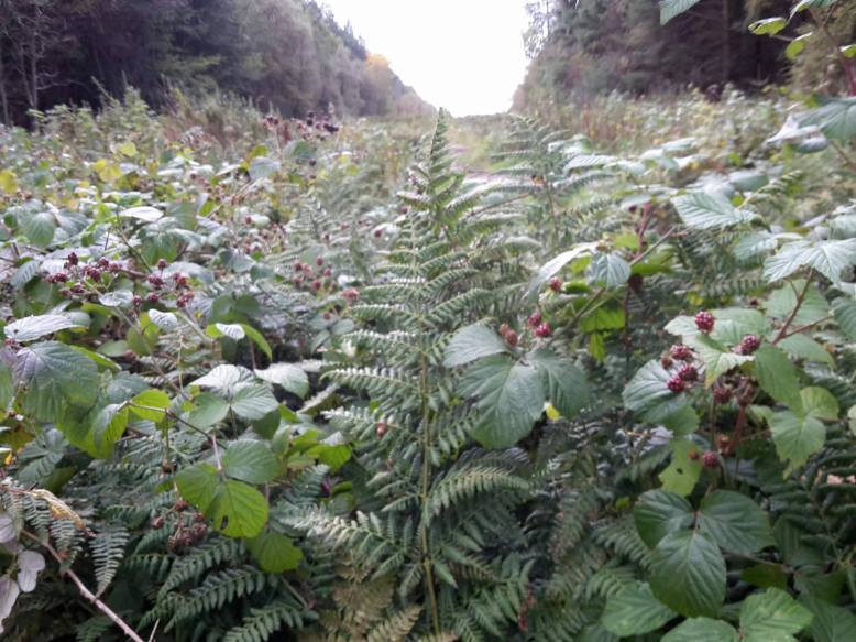 21981717_10155676694112673_2108318026_o