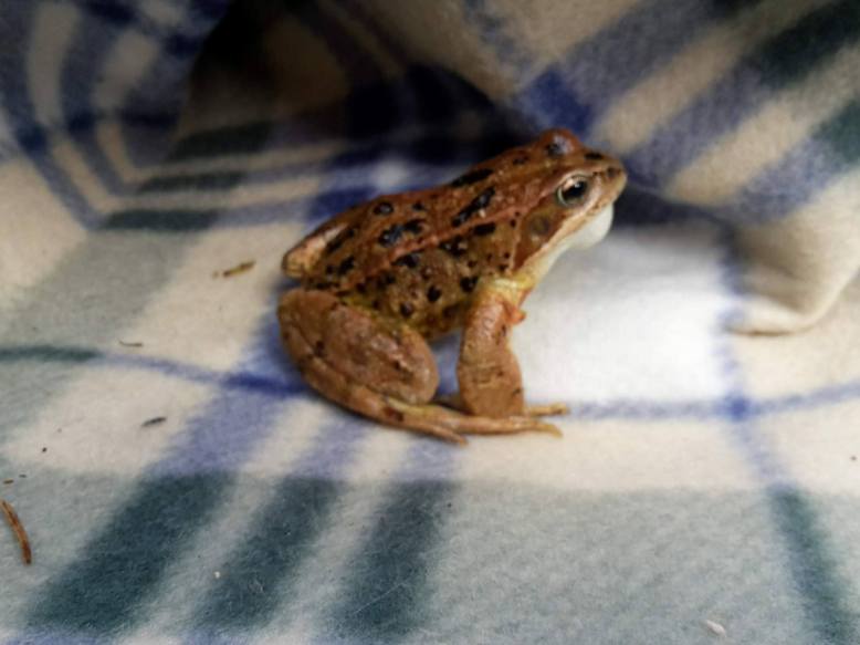 21985536_10155676694362673_8484885_o