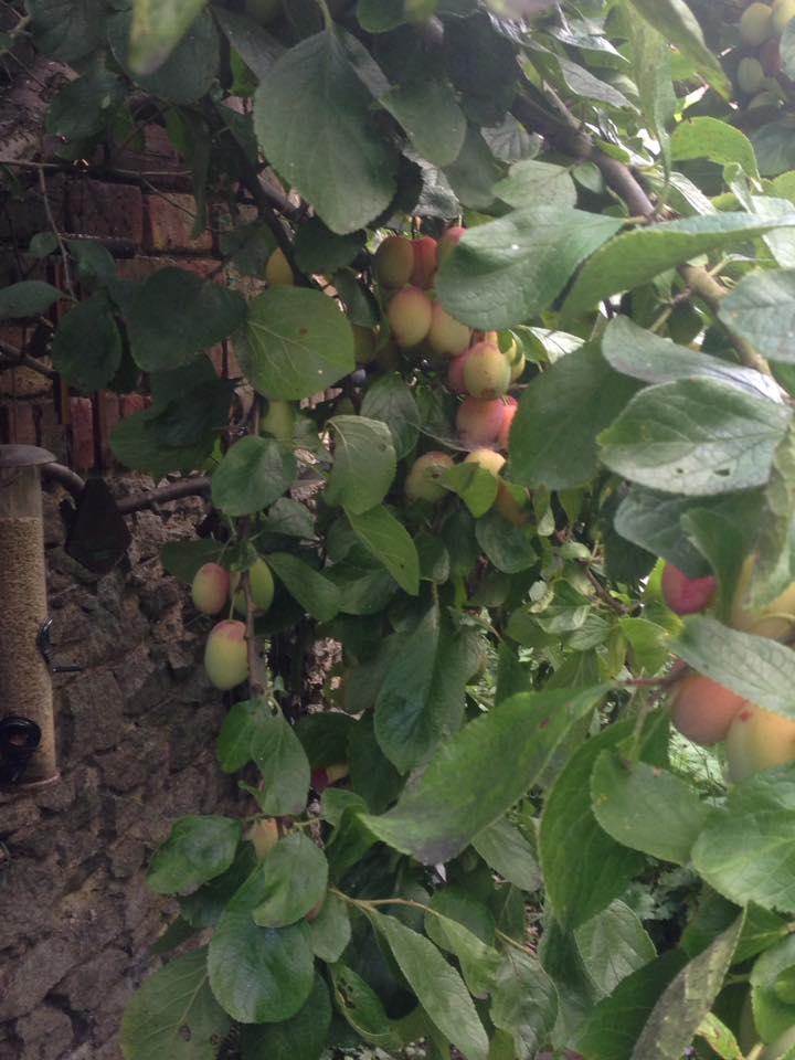 plums 2