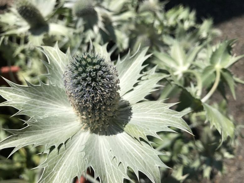 miss willmotts ghost