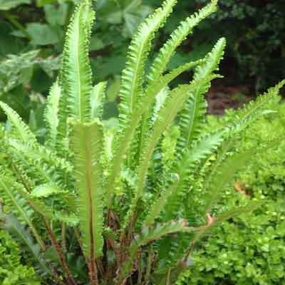 fern 2