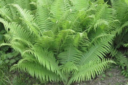 fern 3