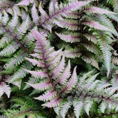 fern 4