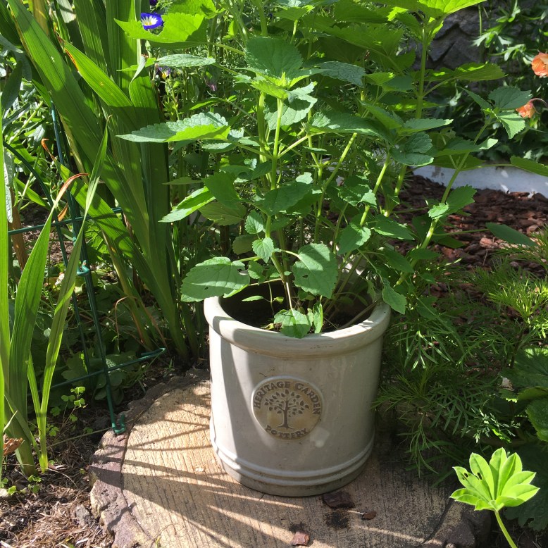 338F9A05-4688-4098-8E1D-56C13A8C5B52